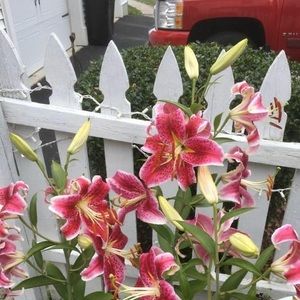 Meet your Posher, Cecilia